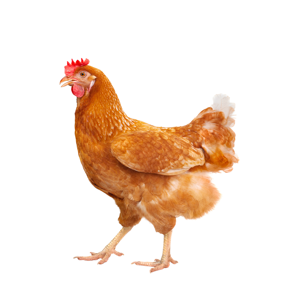 Freaky Chickens